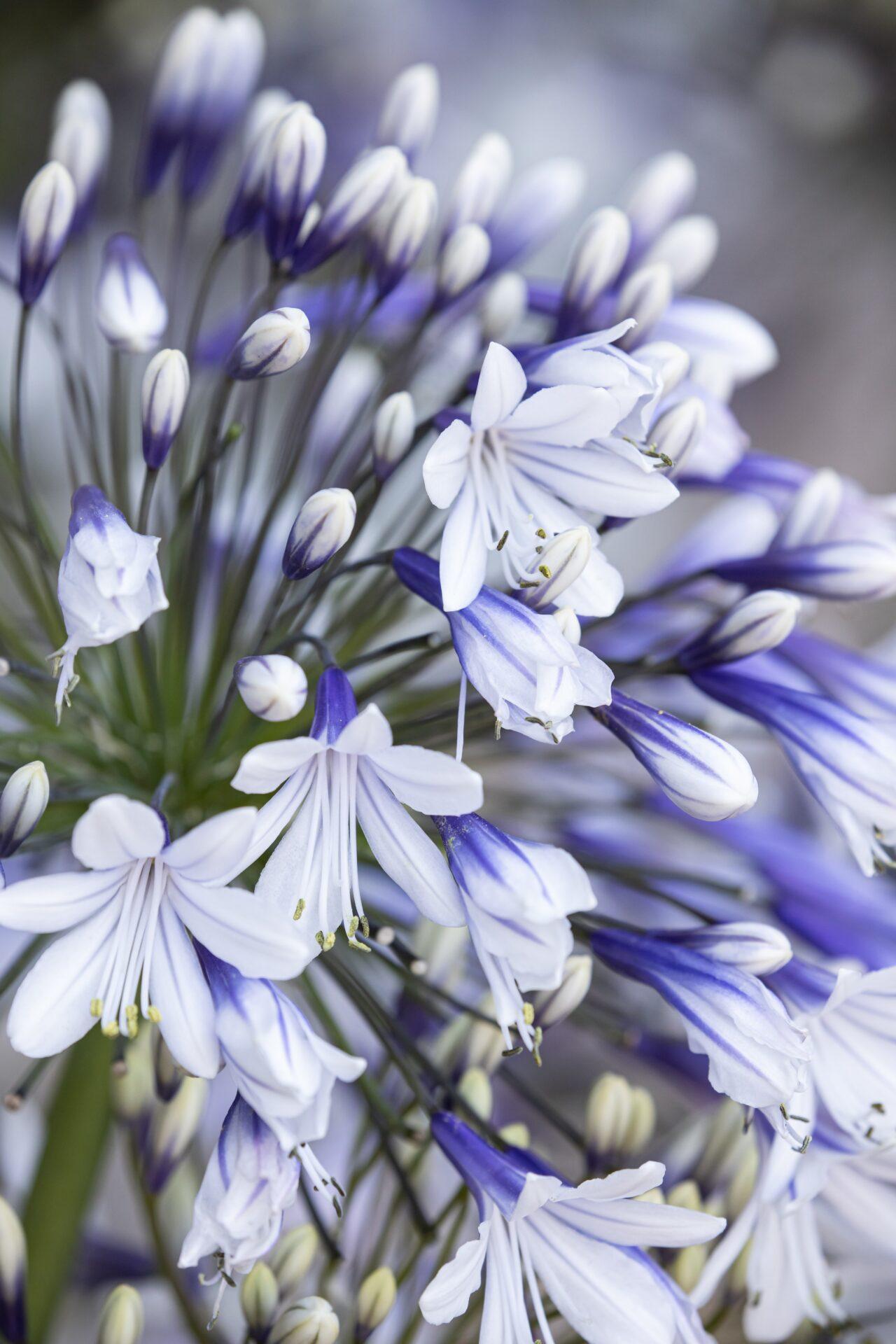 Agapanthus Fireworks - View 20 from www redcrocus com