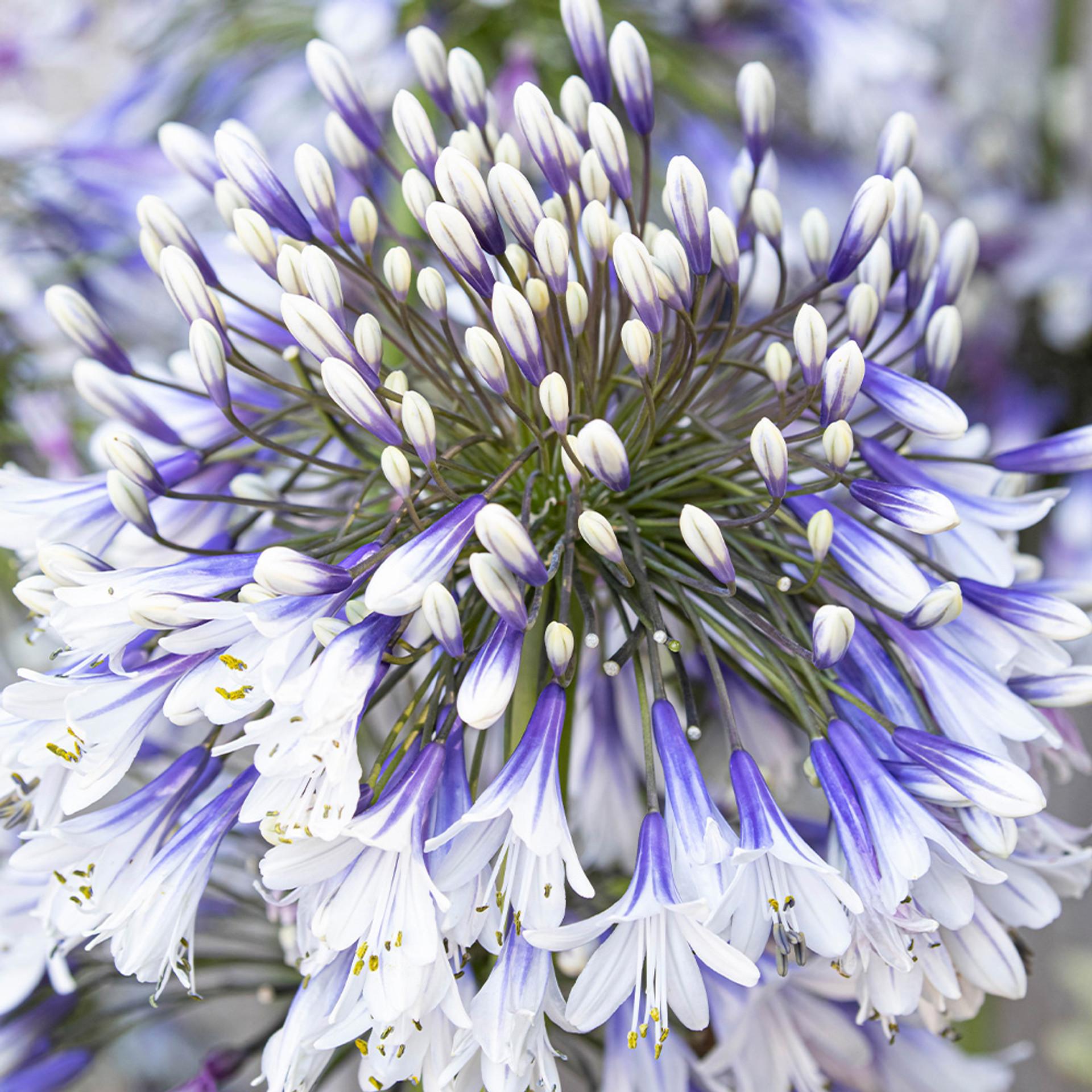 Agapanthus Fireworks - View 2 from www redcrocus com