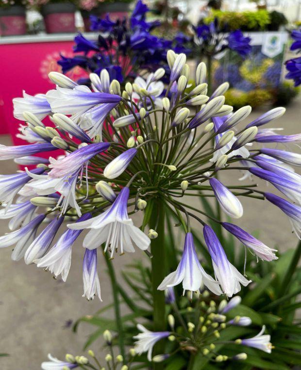 Agapanthus Fireworks - View 3 from www redcrocus com