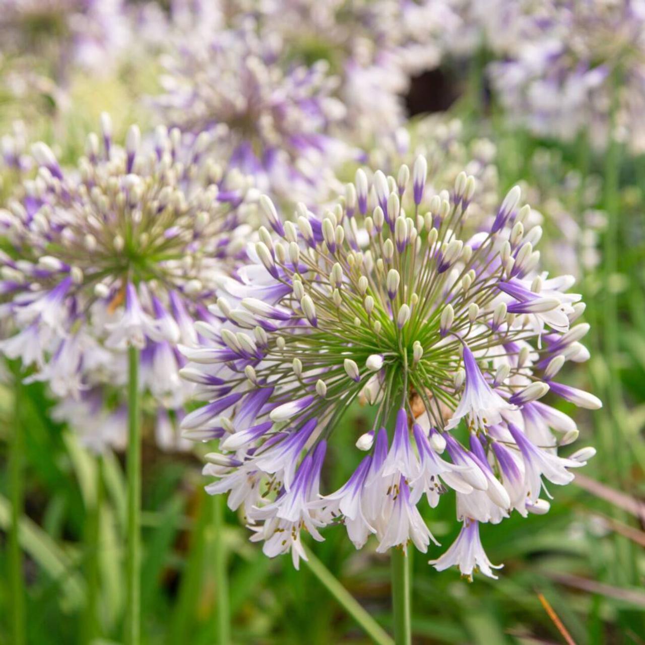 Agapanthus Fireworks - View 4 from www redcrocus com