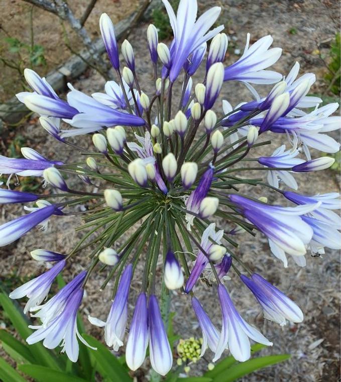 Agapanthus Fireworks - View 5 from www redcrocus com