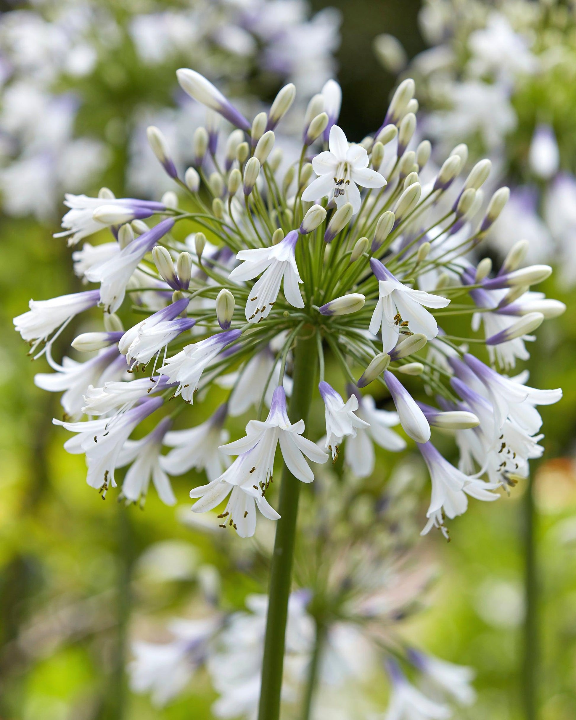 Agapanthus Fireworks - View 6 from www redcrocus com
