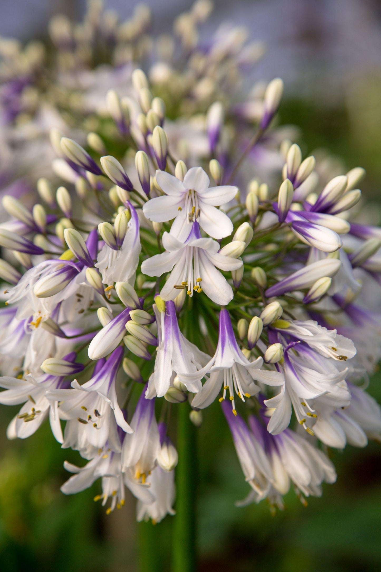 Agapanthus Fireworks - View 7 from www redcrocus com