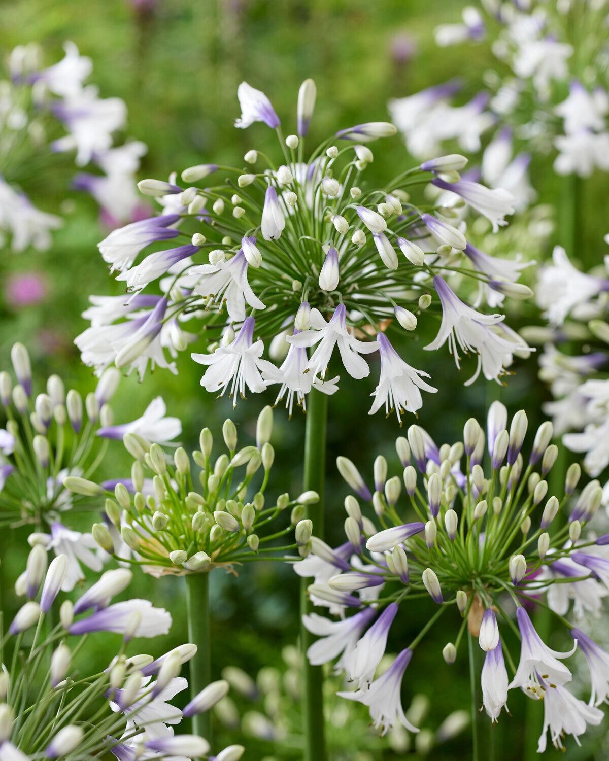 Agapanthus Fireworks - View 8 from www redcrocus com