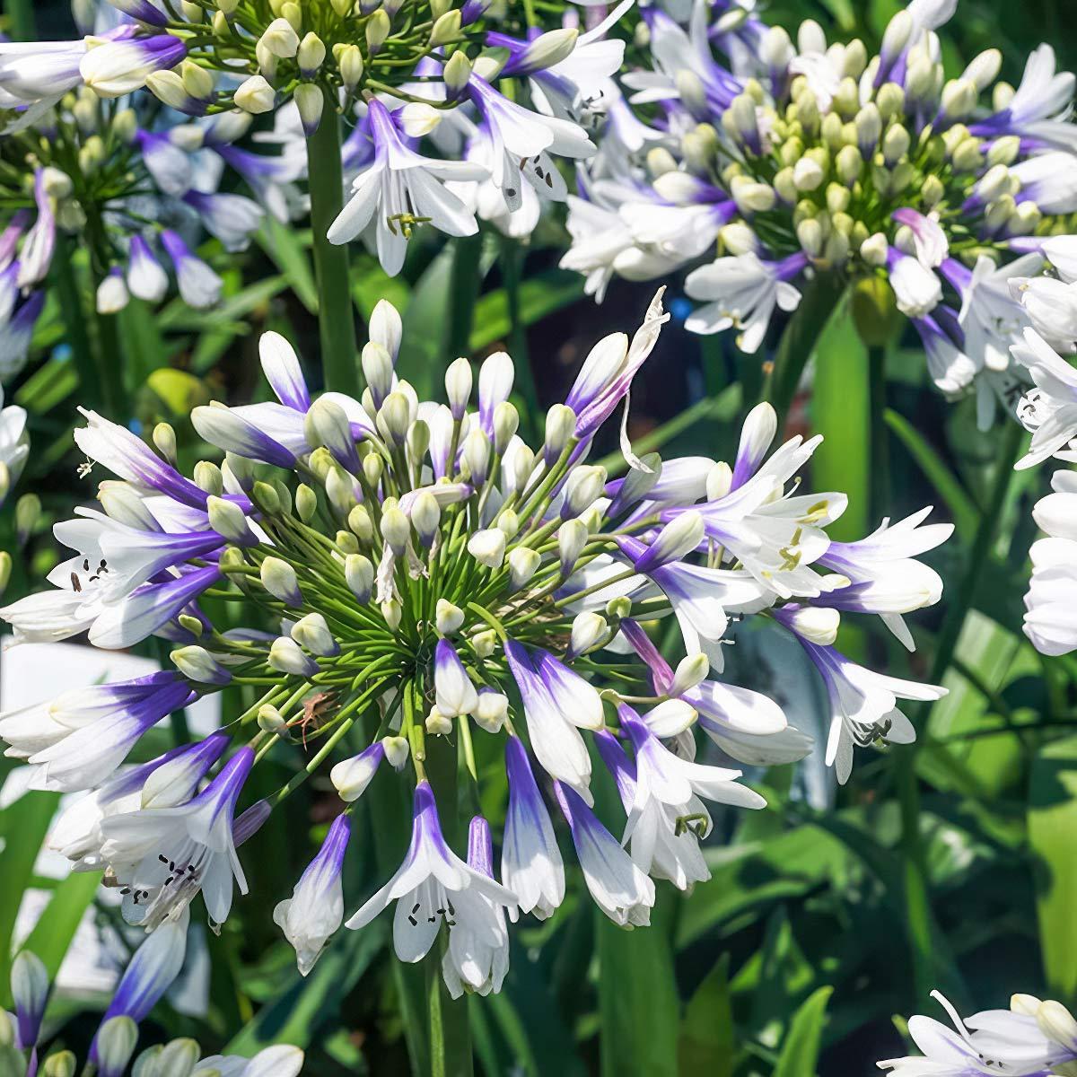 Agapanthus Fireworks - View 9 from www redcrocus com