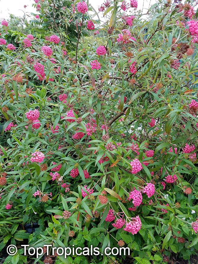 Rondeletia Leucophylla Panama Rose Red Standard - View 7 from www redcrocus com