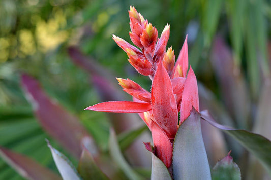 Bromeliad Aechmea Assorted - View 10 from www redcrocus com