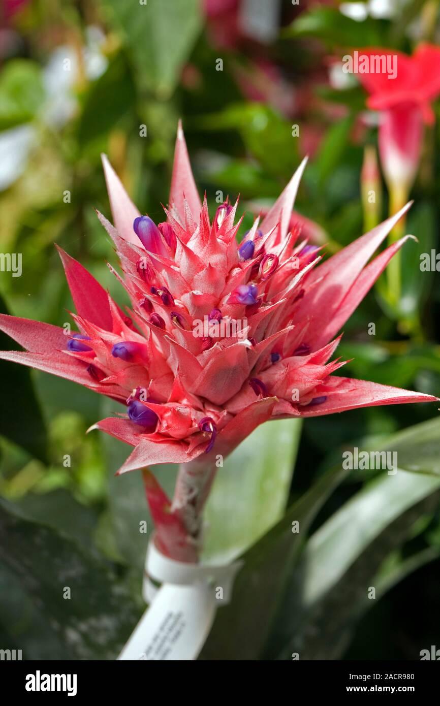 Bromeliad Aechmea Assorted - View 13 from www redcrocus com