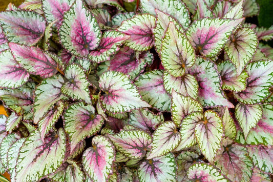 Begonia, Rex - View 10 from www redcrocus com
