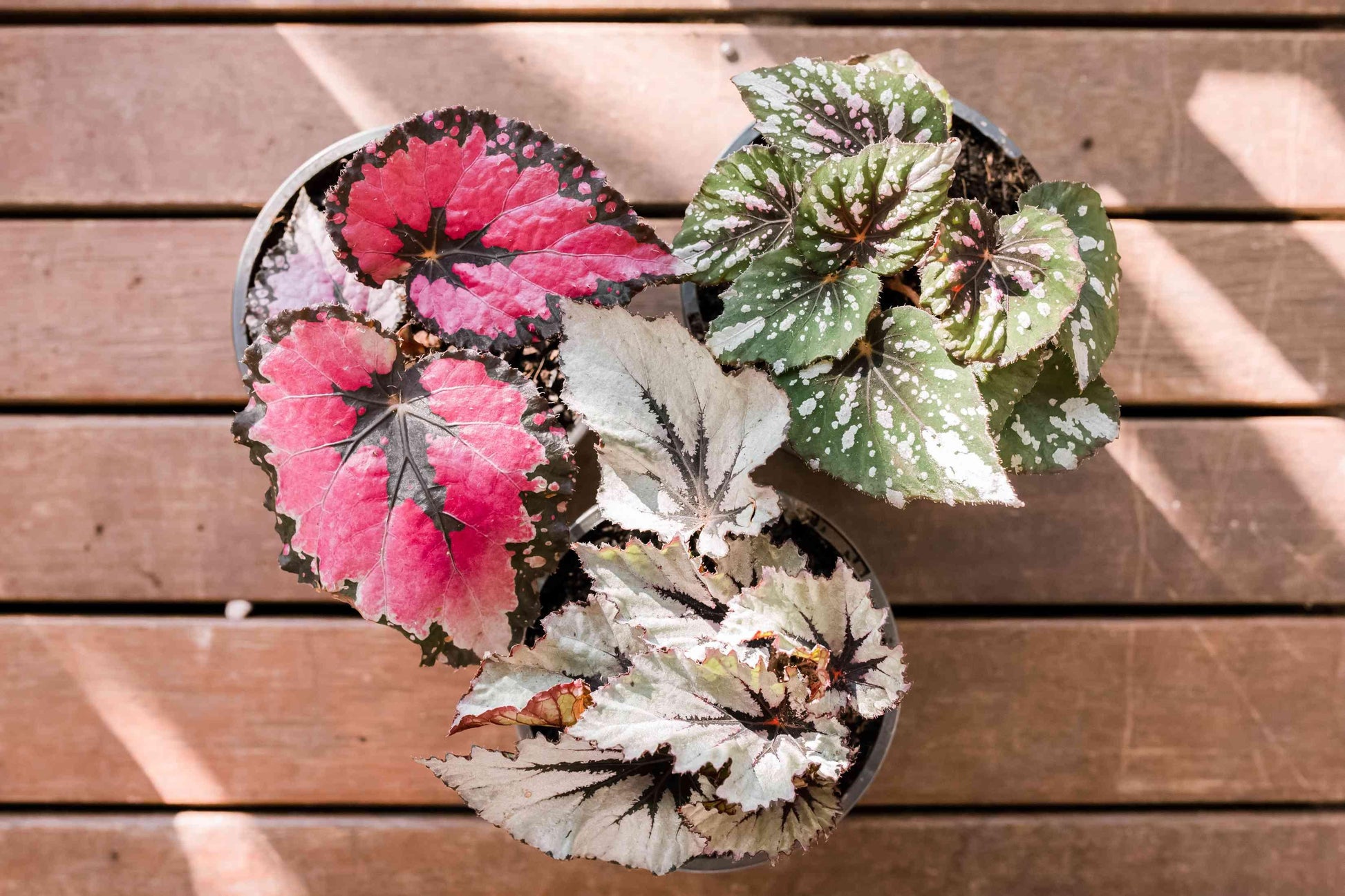 Begonia Rex - View 15 from www redcrocus com