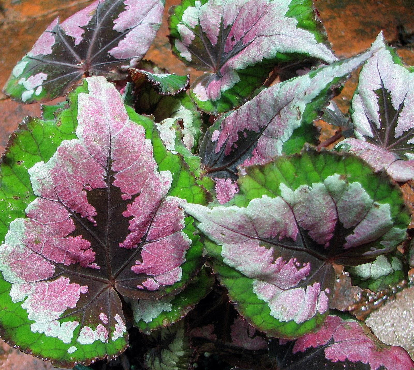 Begonia Rex - View 16 from www redcrocus com