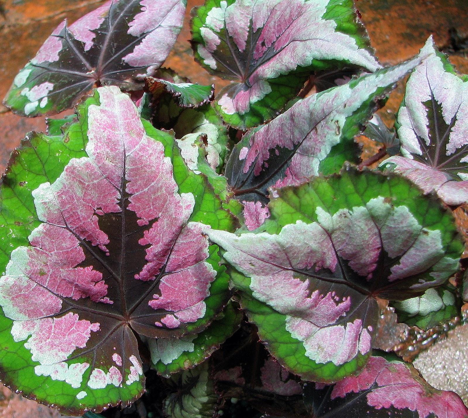 Begonia Rex - View 16 from www redcrocus com