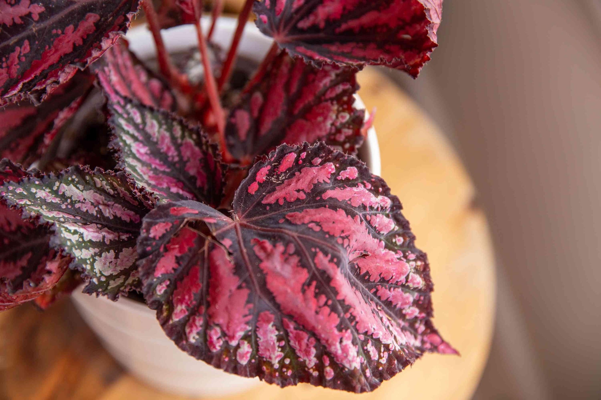Begonia Rex - View 5 from www redcrocus com
