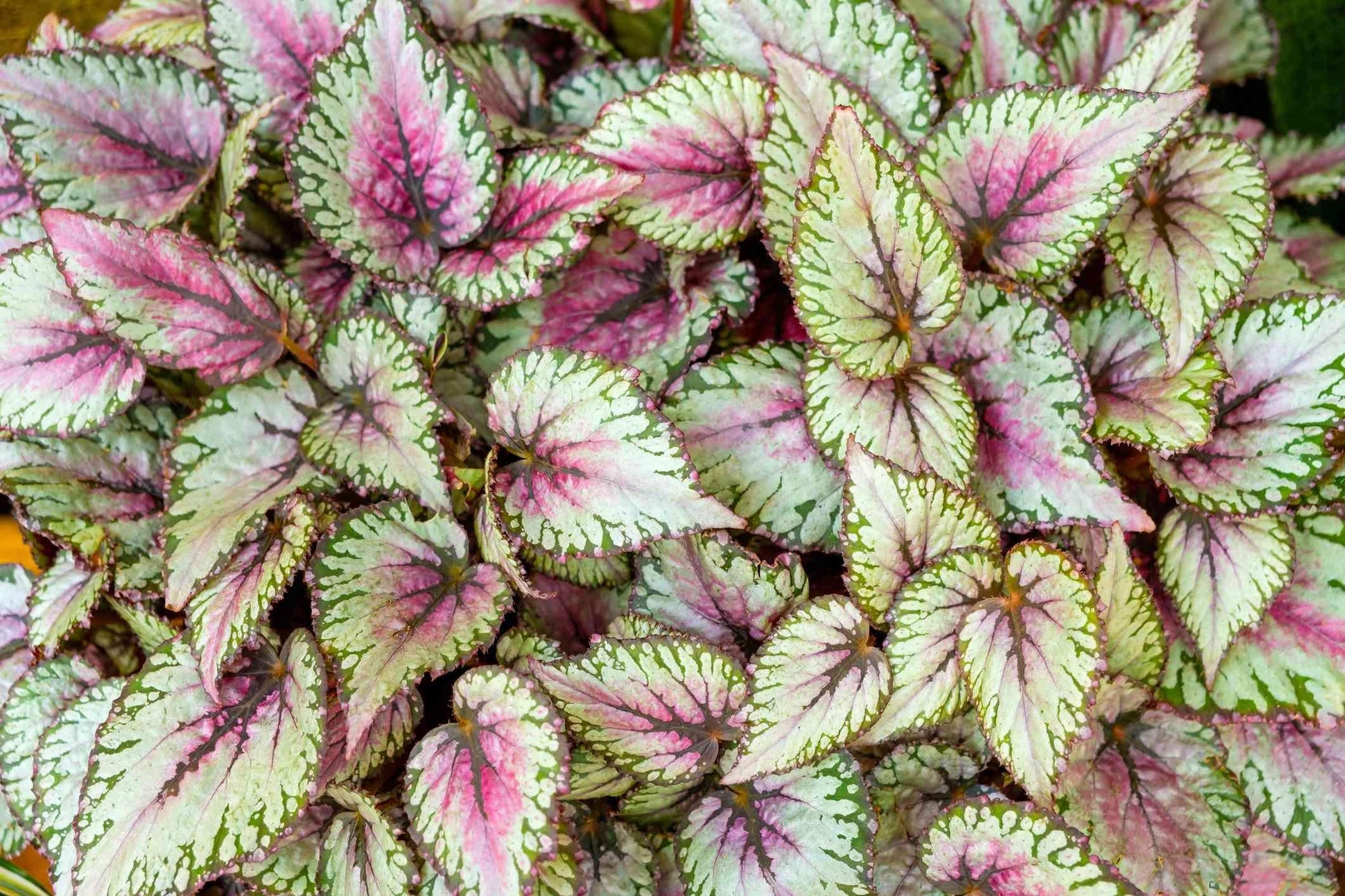 Begonia Rex - View 6 from www redcrocus com