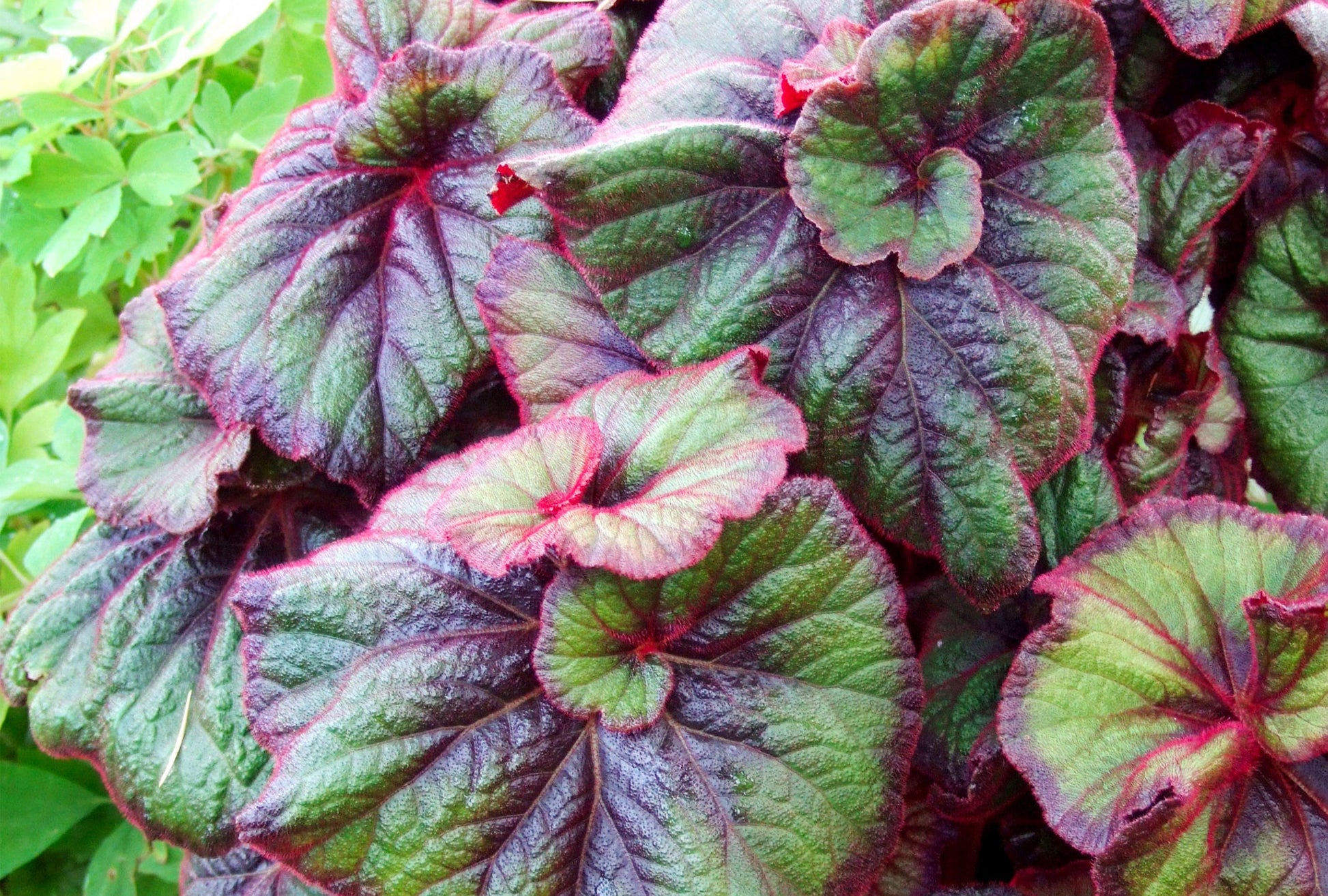 Begonia Rex - View 9 from www redcrocus com