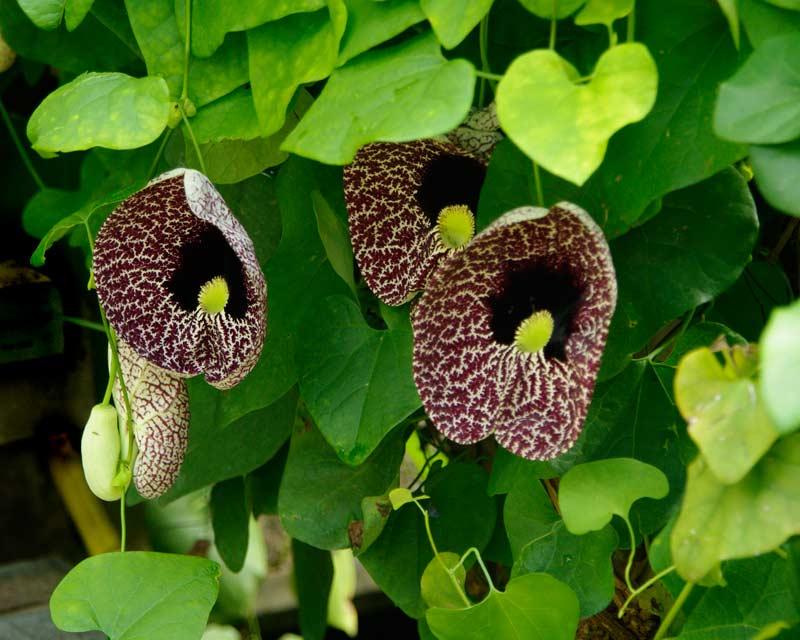 Aristolochia Assorted - View 11 from www redcrocus com
