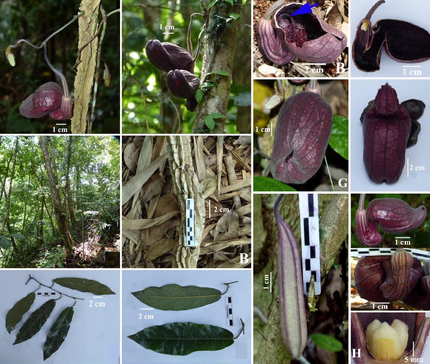 Aristolochia Assorted - View 12 from www redcrocus com