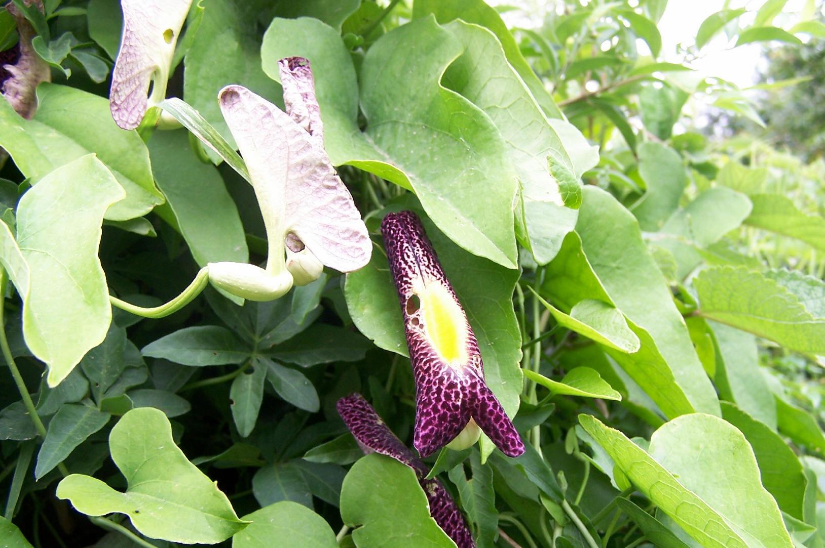 Aristolochia Assorted - View 15 from www redcrocus com