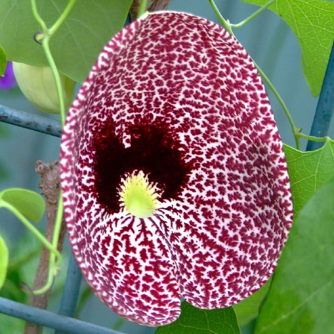 Aristolochia Assorted - View 18 from www redcrocus com