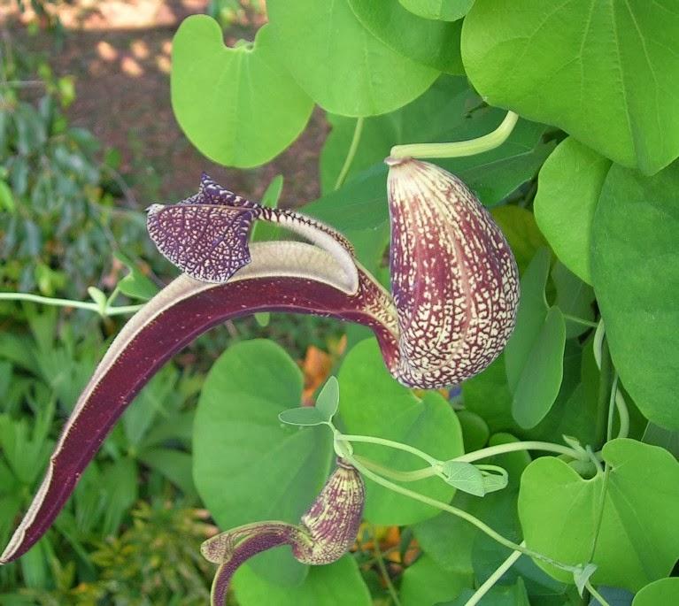Aristolochia Assorted - View 1 from www redcrocus com