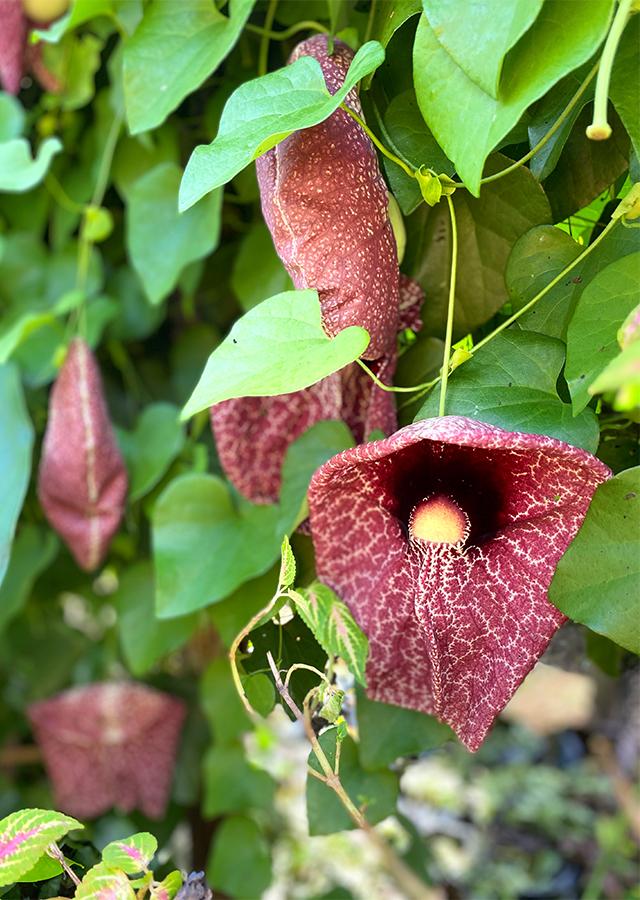Aristolochia Assorted - View 3 from www redcrocus com