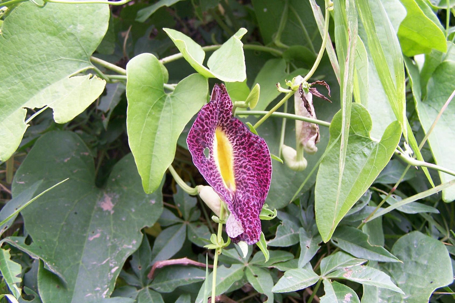 Aristolochia Assorted - View 4 from www redcrocus com
