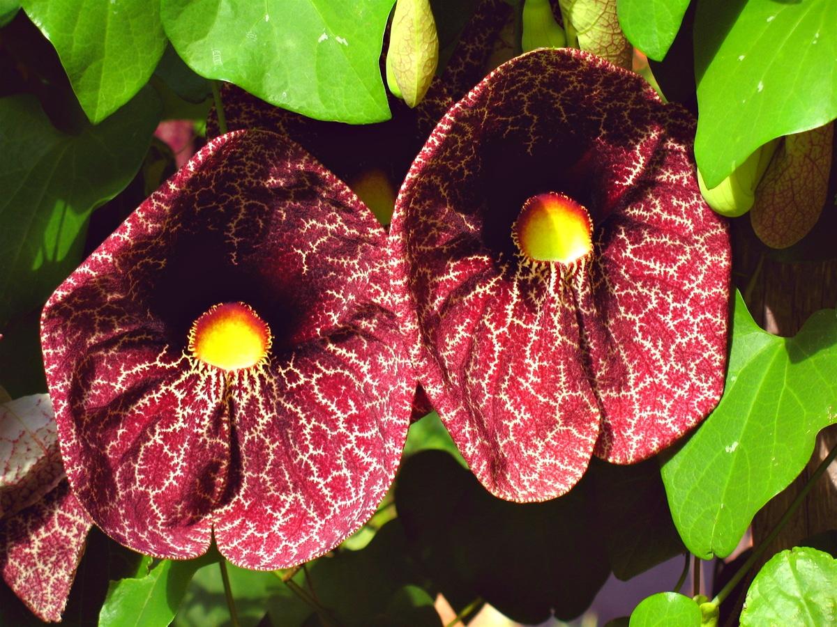 Aristolochia Assorted - View 6 from www redcrocus com