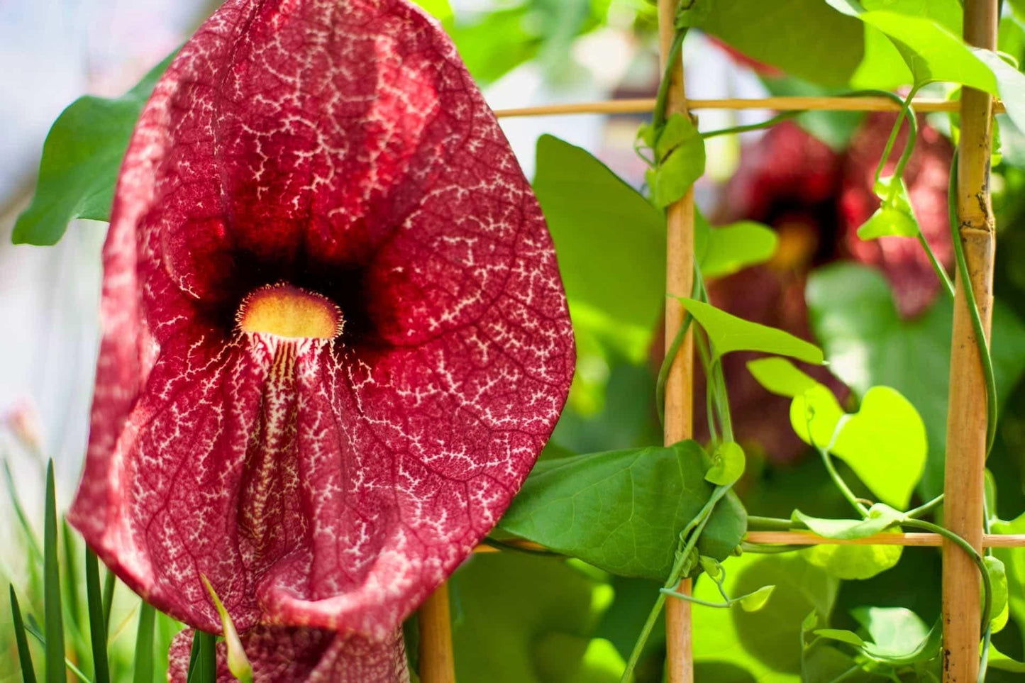 Aristolochia Assorted - View 7 from www redcrocus com