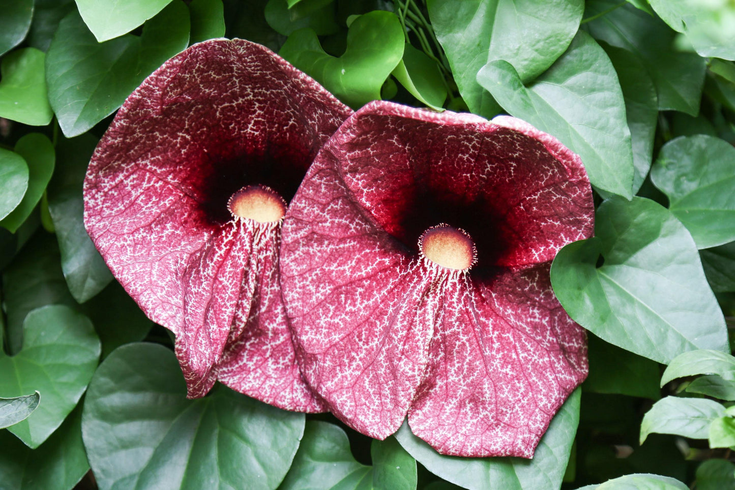 Aristolochia Assorted - View 8 from www redcrocus com
