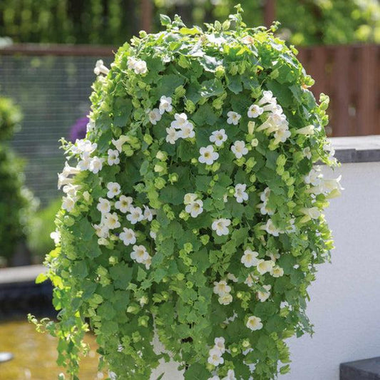 Lophospermum White, Moss Basket - View 13 from www redcrocus com