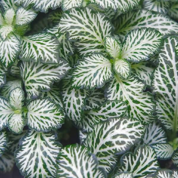 Lophospermum White, Moss Basket - View 14 from www redcrocus com