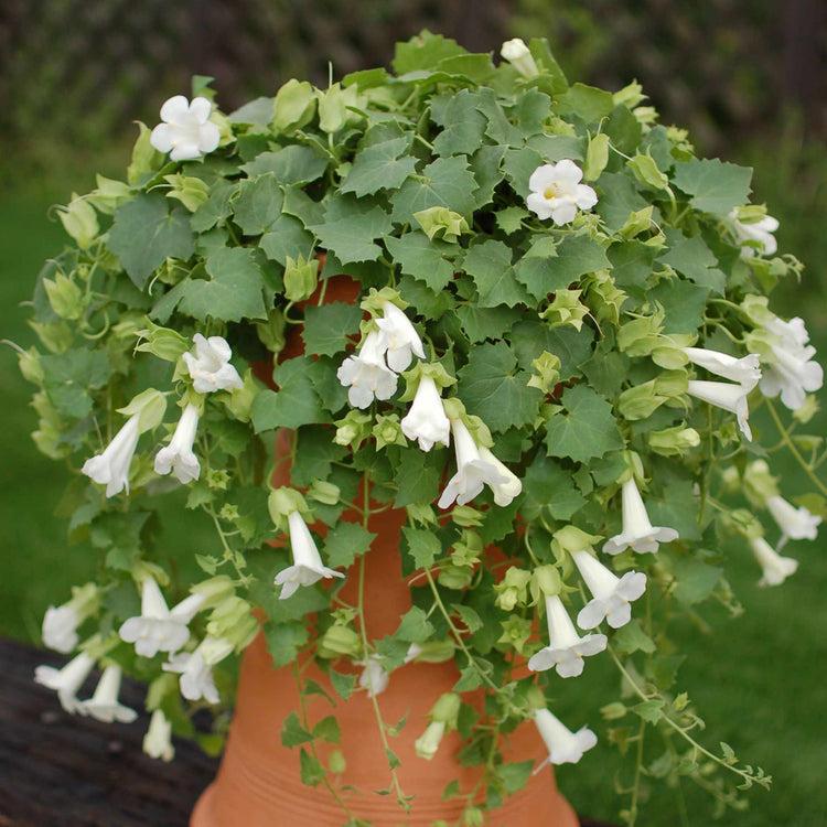 Lophospermum White, Moss Basket - View 3 from www redcrocus com