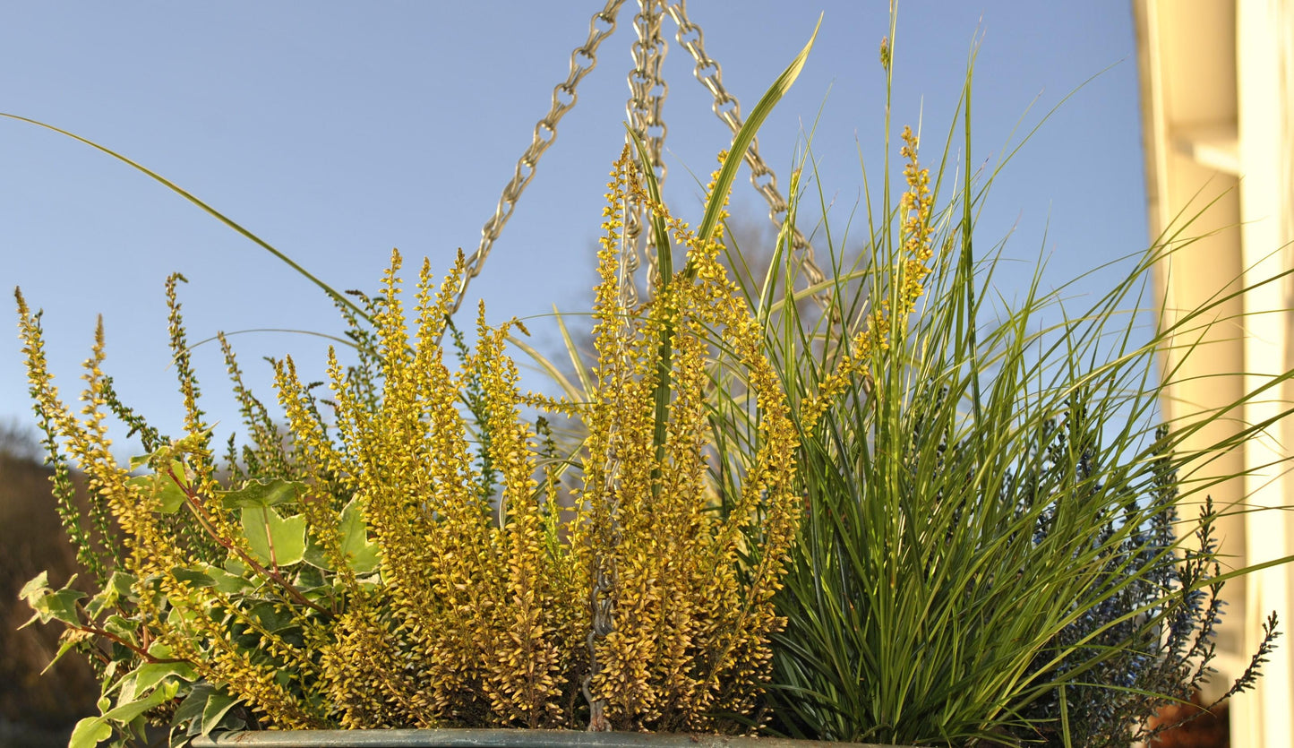 Lophospermum White, Moss Basket - View 8 from www redcrocus com
