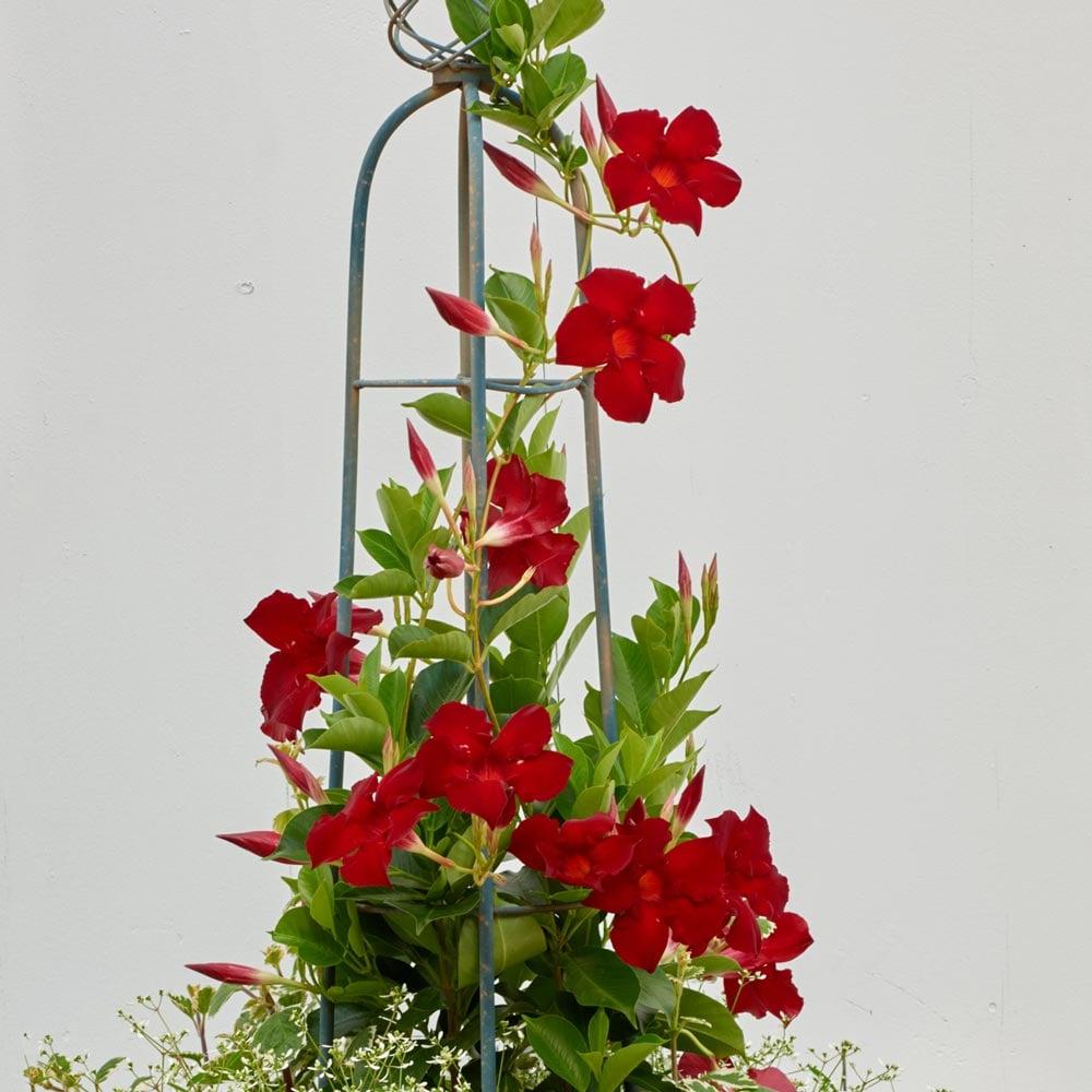 Dipladenia 'madinia Deep Red' - View 10 from www redcrocus com