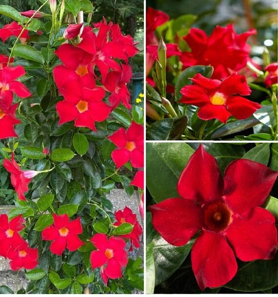 Dipladenia 'madinia Deep Red' - View 13 from www redcrocus com