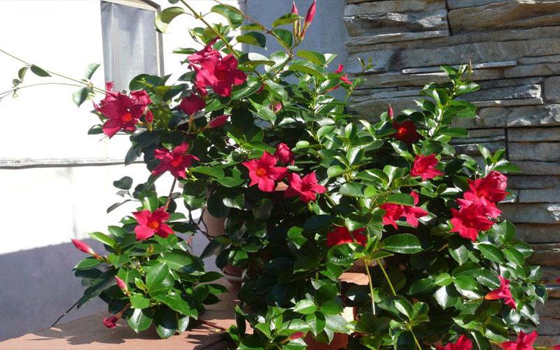 Dipladenia 'madinia Deep Red' - View 14 from www redcrocus com