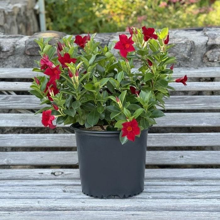 Dipladenia 'madinia Deep Red' - View 1 from www redcrocus com