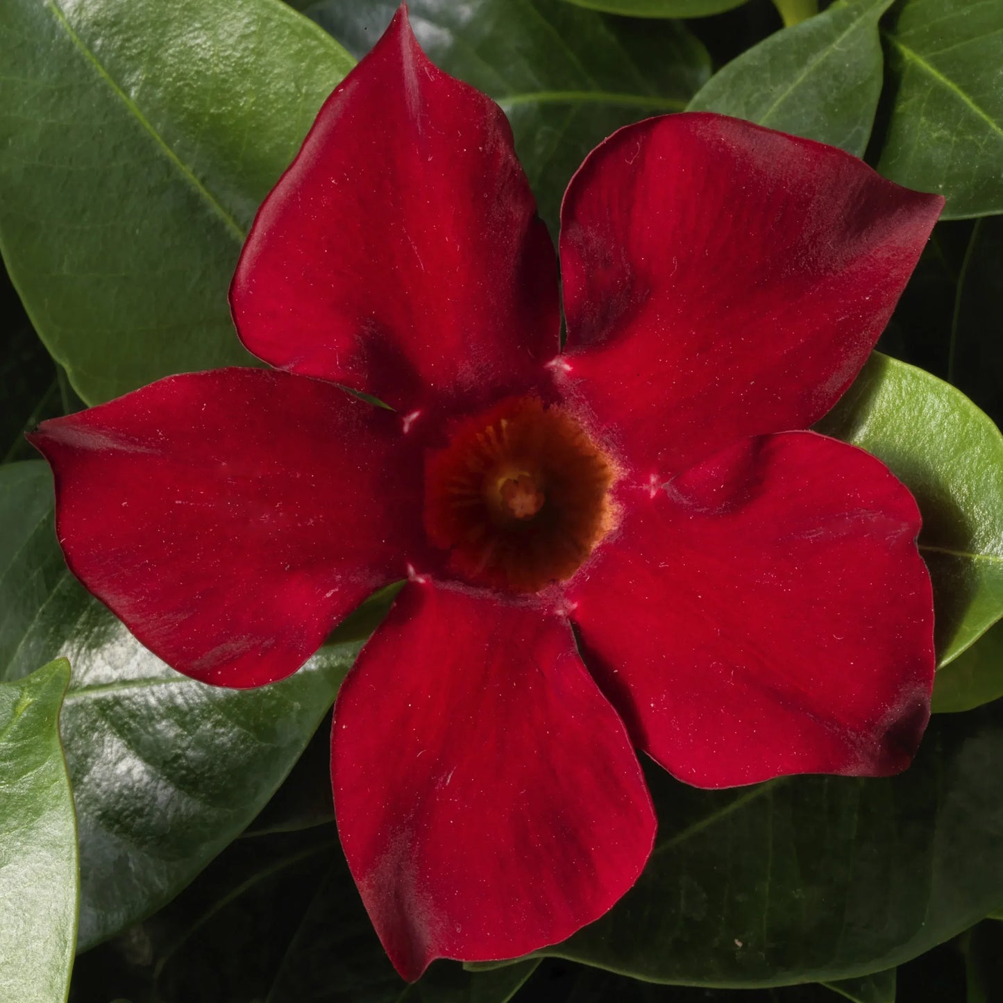 Dipladenia 'madinia Deep Red' - View 2 from www redcrocus com