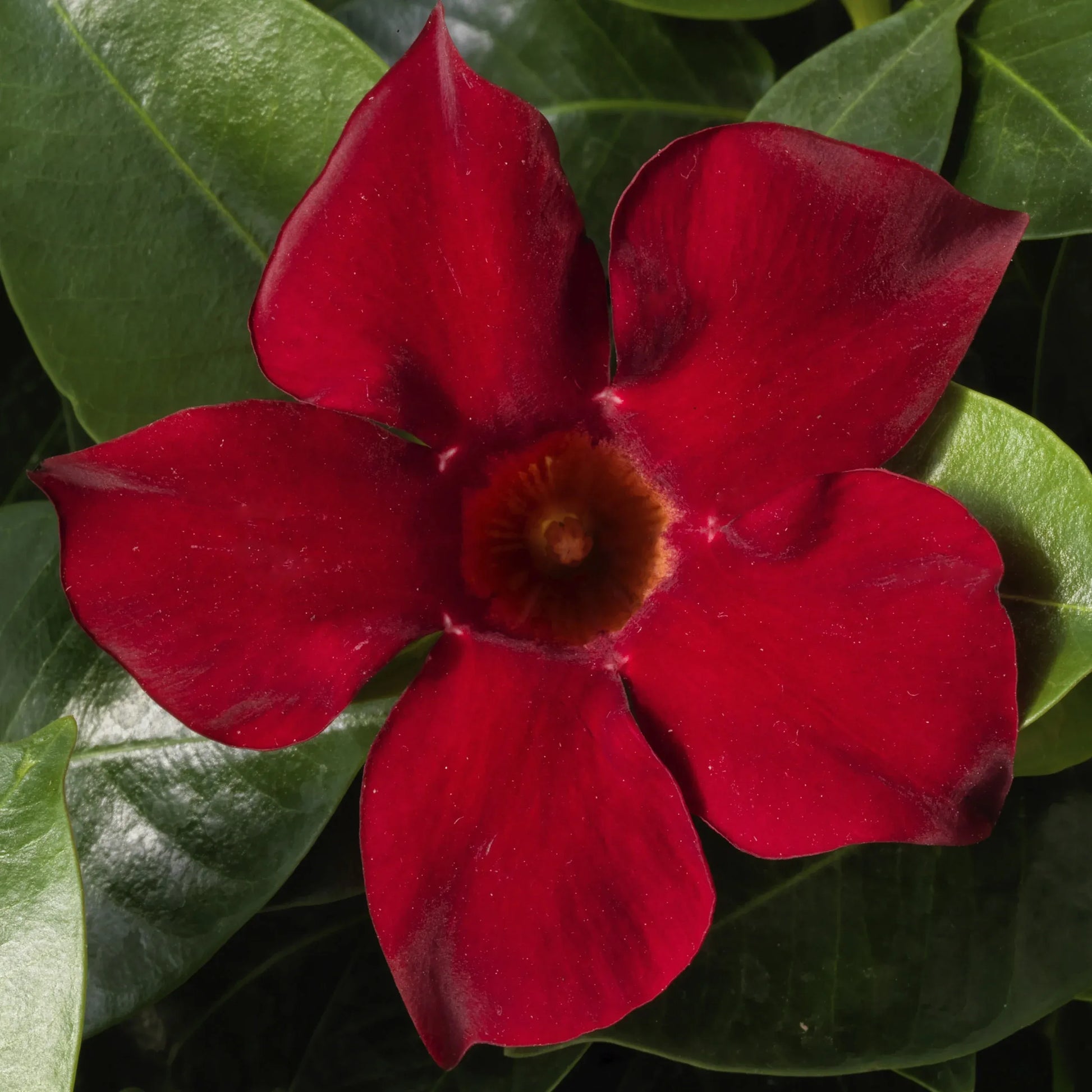Dipladenia 'madinia Deep Red' - View 2 from www redcrocus com