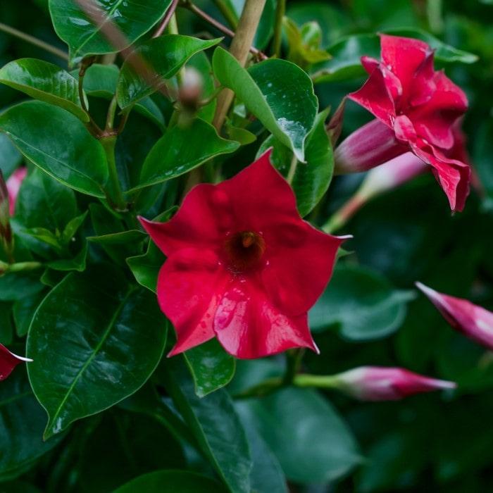 Dipladenia 'madinia Deep Red' - View 3 from www redcrocus com