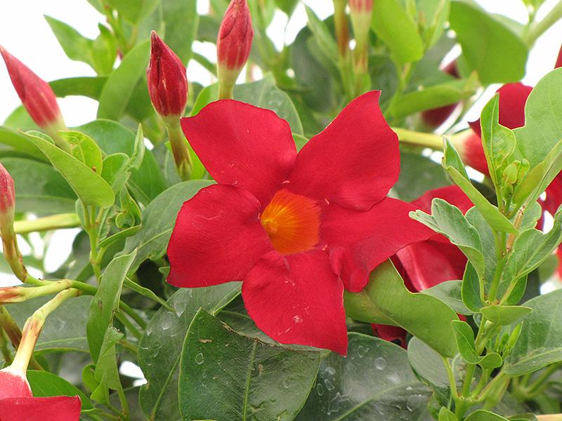 Dipladenia 'madinia Deep Red' - View 4 from www redcrocus com