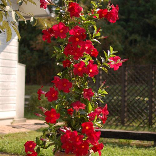 Dipladenia 'madinia Deep Red' - View 7 from www redcrocus com