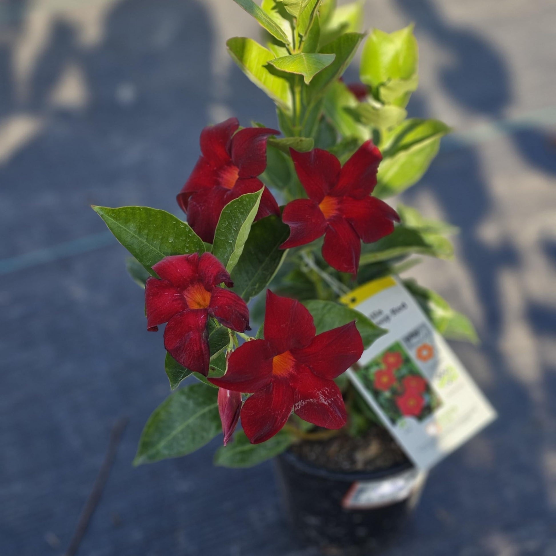 Dipladenia 'madinia Deep Red' - View 8 from www redcrocus com