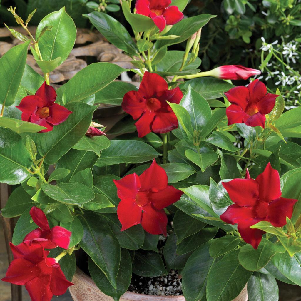 Dipladenia 'madinia Deep Red' - View 9 from www redcrocus com