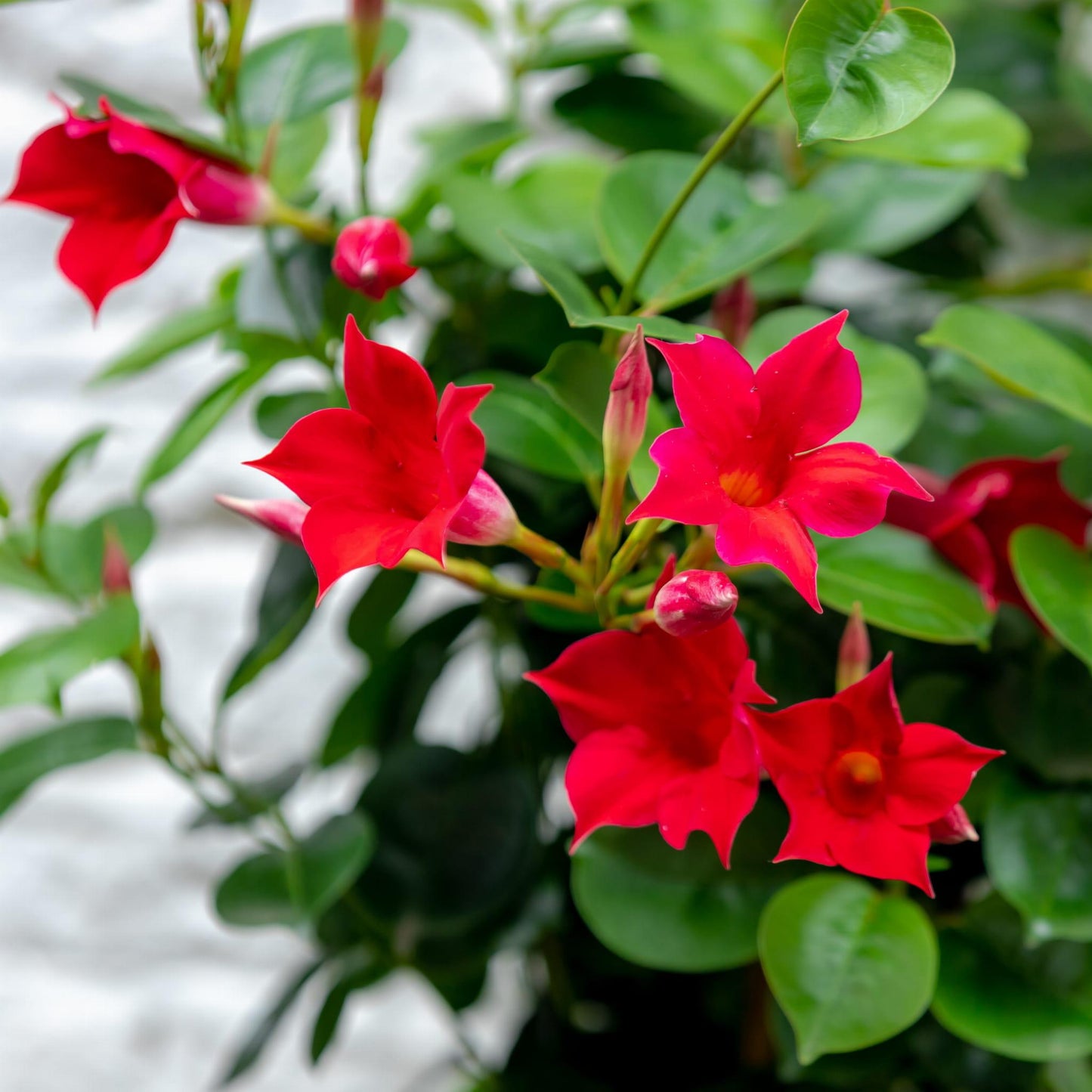 Dipladenia, Velvet Red Dip With Dracaena - View 12 from www redcrocus com