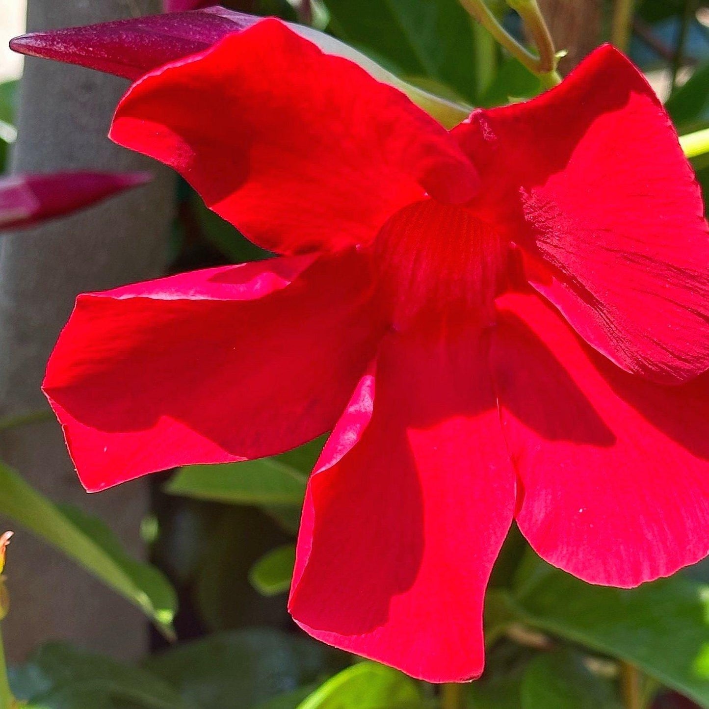 Dipladenia, Velvet Red Dip With Dracaena - View 14 from www redcrocus com