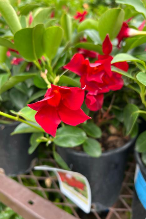 Dipladenia, Velvet Red Dip With Dracaena - View 15 from www redcrocus com