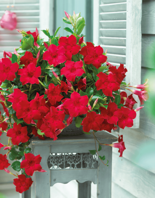 Dipladenia, Velvet Red Dip With Dracaena - View 1 from www redcrocus com