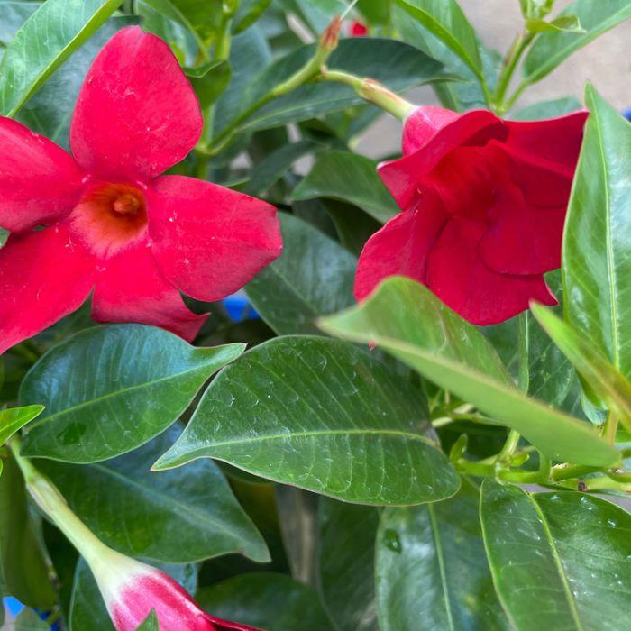 Dipladenia, Velvet Red Dip With Dracaena - View 4 from www redcrocus com