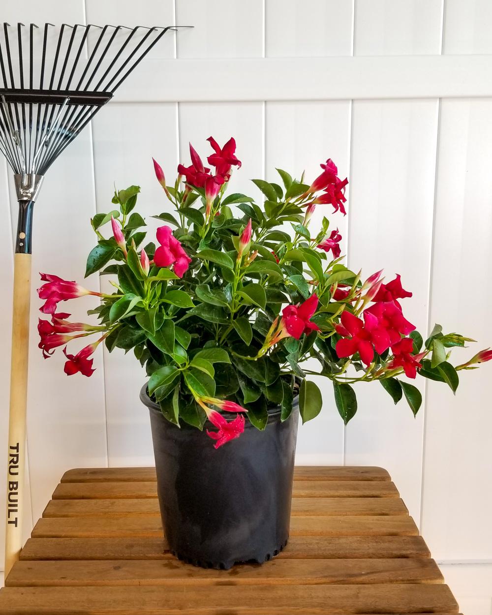 Dipladenia, Velvet Red Dip With Dracaena - View 5 from www redcrocus com
